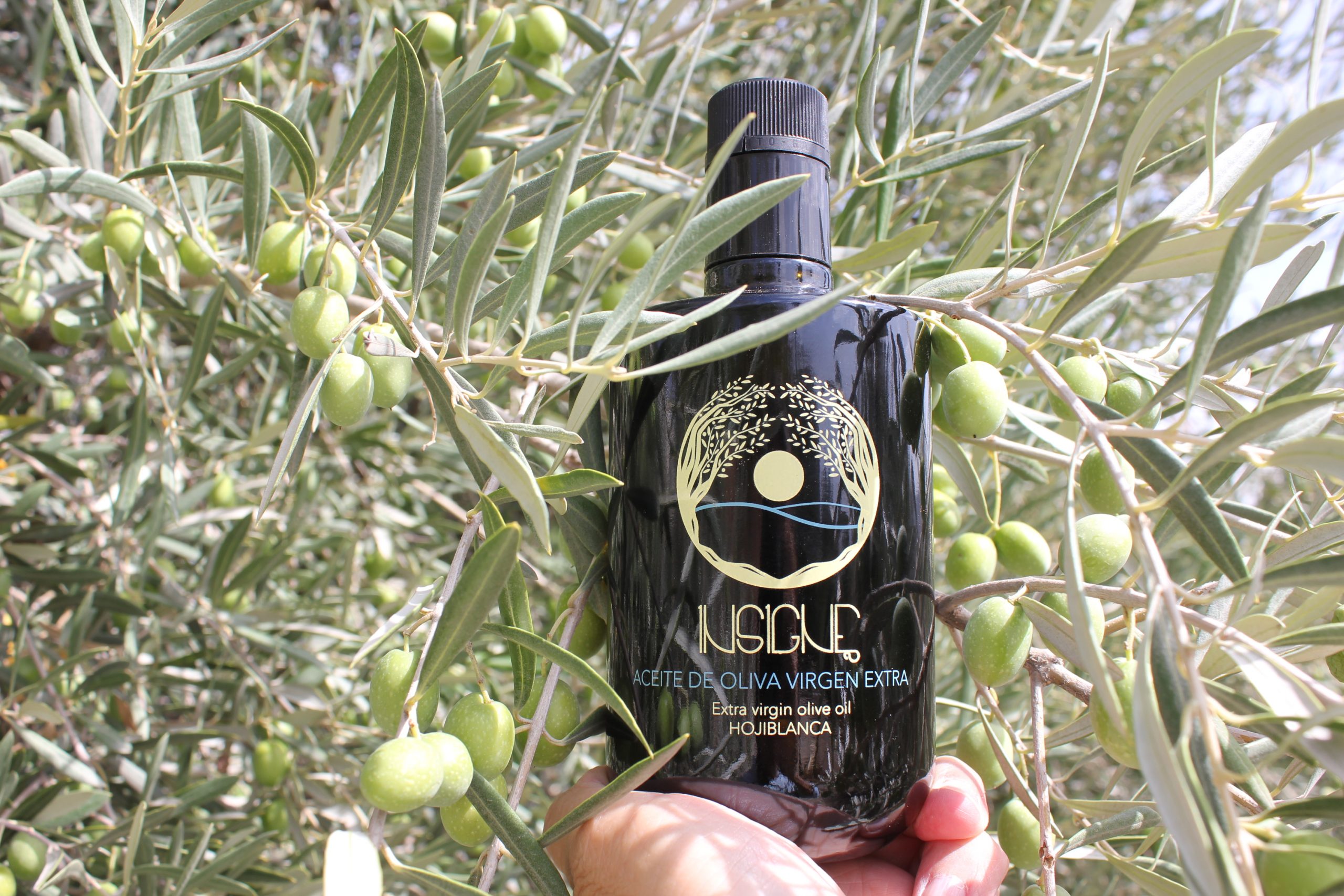 INSIGNE AOVE Hojiblanca 500ml - Image 3