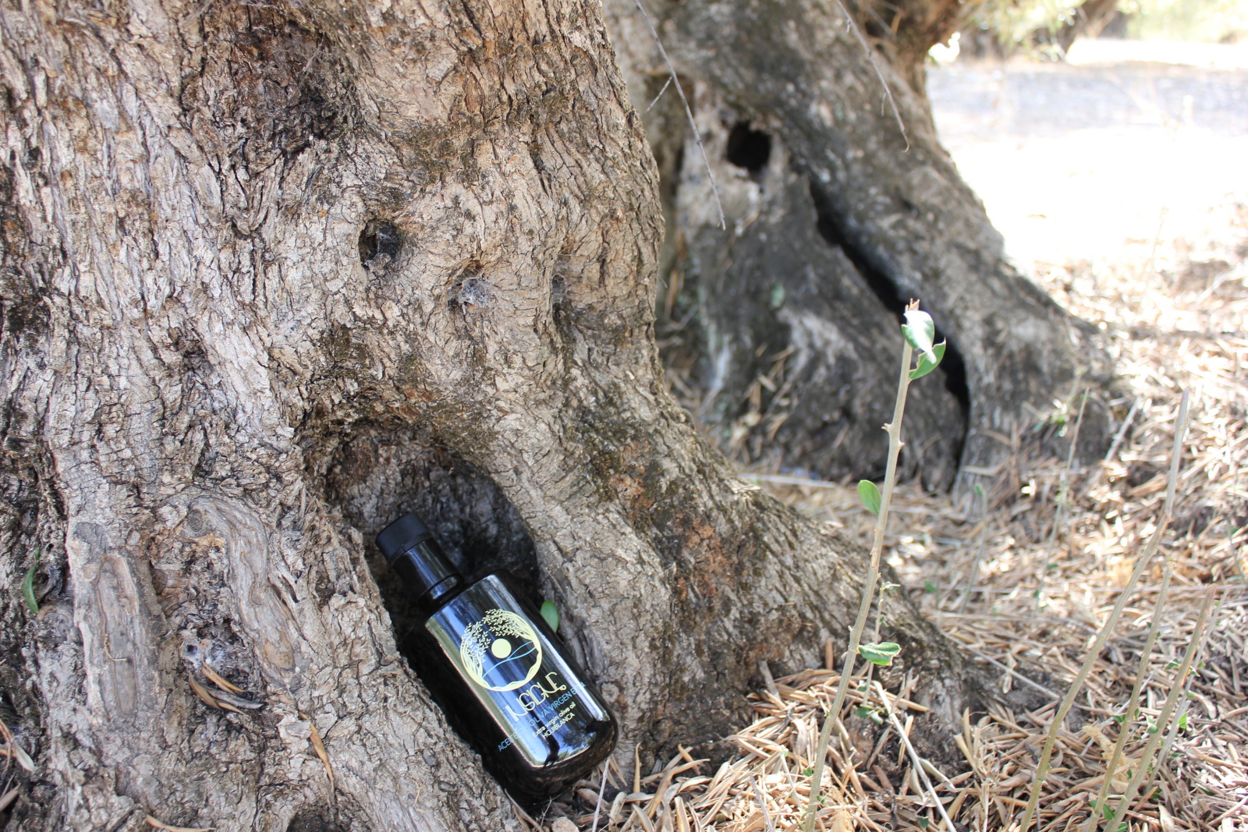 INSIGNE AOVE Hojiblanca 500ml - Image 4